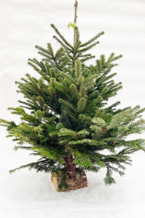 Abies Nordmanniana Coupé Extra 125/150cm