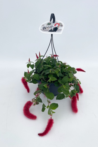 Acalypha Hispida 25cm x D21