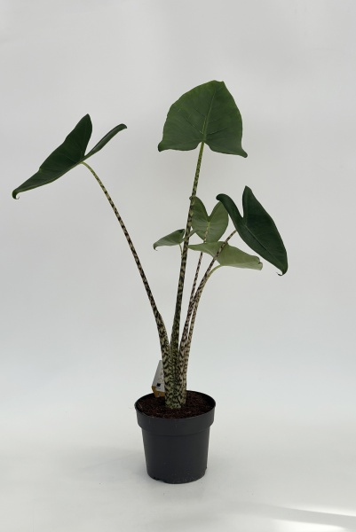 Alocasia Zebrina 60cm x D17