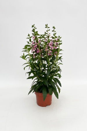 Angelonia 35cm x D13