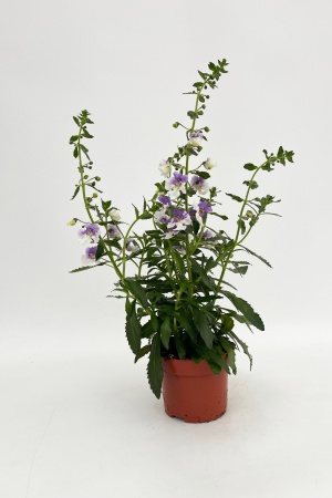 Angelonia 35cm x D13