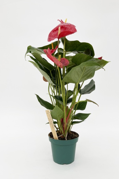 Anthurium Nevada Rouge 