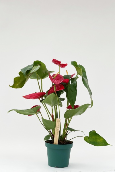 Anthurium Nevada Rouge 50cm x D12