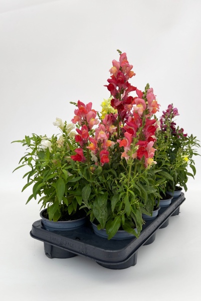 Antirrhinum 50cm x D13