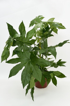 Aralia Sieboldii 100/120cm x D27