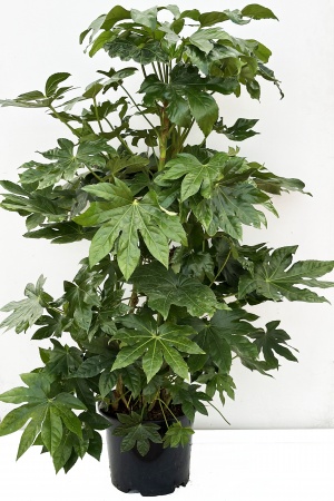 Aralia Sieboldii 100/120cm x D30