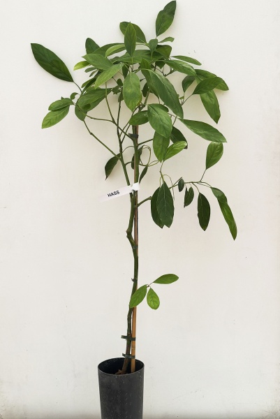 Avocado Persea Americana Hass 170cm x D17