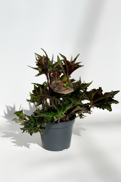 Begonia Magic Col.Lion 40cm x D17