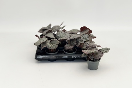 Begonia Rex-Hybrid Chayo 14cm x D6