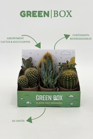 Cactux \ Green Box\  x D5.5