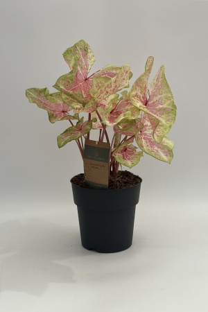 Caladium 50cm x D21