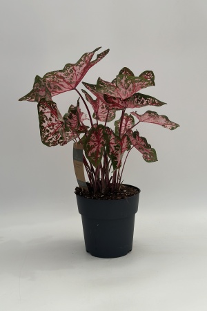 Caladium 50cm x D21