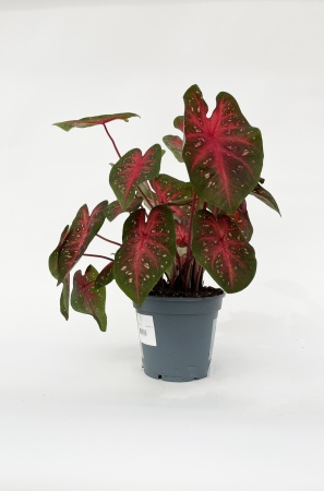 Caladium Fast Flash 35cm x D17