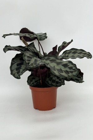 Calathea Mélange 100cm x D21