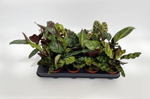 Calathea Mixte 15cm x D7