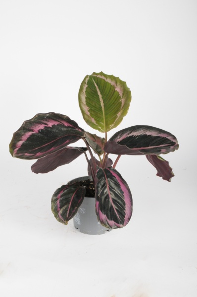 Calathea Roseopicta Dottie 30cm x D12