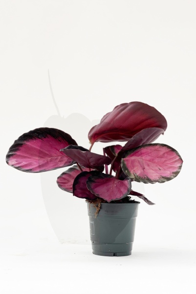 Calathea Roseopicta Rosy 30cm x D12