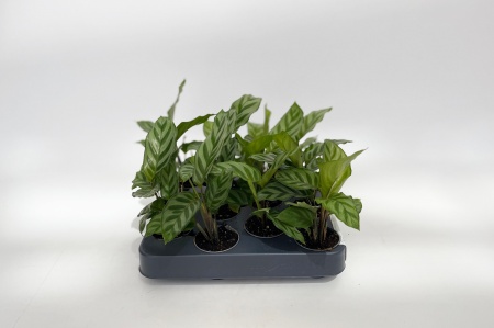 Calathea Species Freddy 20cm x D6