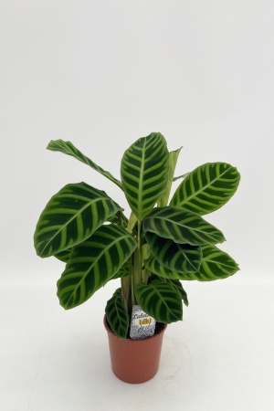 Calathea Zebrina 55cm x D14