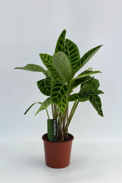 Calathea Zebrina 60cm x D17