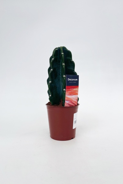 Cereus 20cm x D12