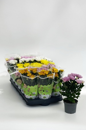 Chrysanthemes Mixtes 30cm x D9