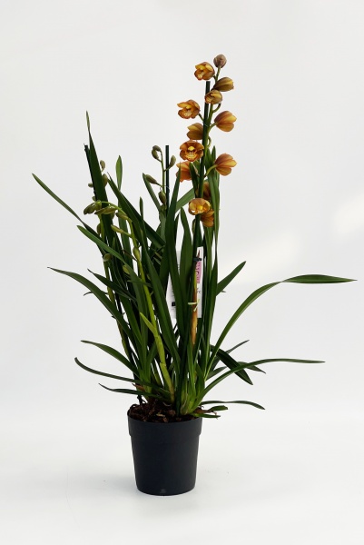 Cymbidium 70cm x D14