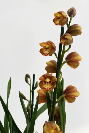 Cymbidium 70cm x D14