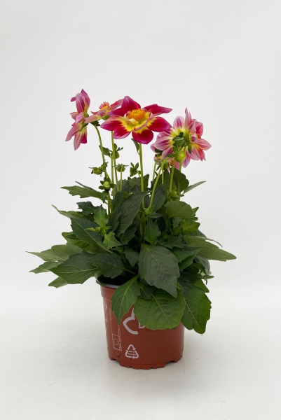 Dahlia Summerbees 30cm x D15