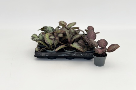 Episcia Cupreata Mixte 14cm x D6