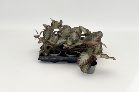 Episcia Reptans Pink Acajou 14cm x D6