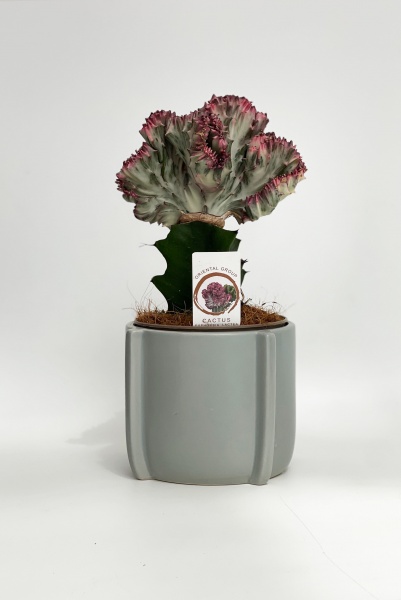 Euphorbia avec Cache Pot 35cm x D15