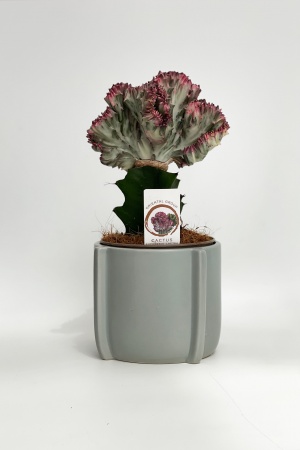 Euphorbia avec Cache Pot 35cm x D15