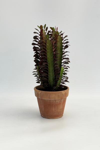 Euphorbia Trigona 60cm x D15