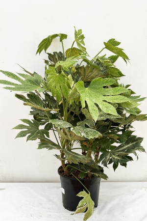 Fatsia Japonica Spiders 100/120cm x D30