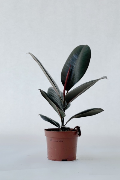 Ficus Elastica Abidjan 27cm x D12