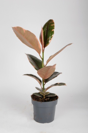 Ficus Elastica Belize 60cm x D17