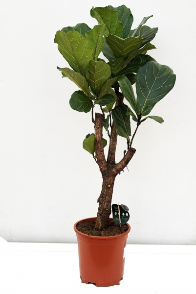 Ficus Lyrata Tige 140cm x D27