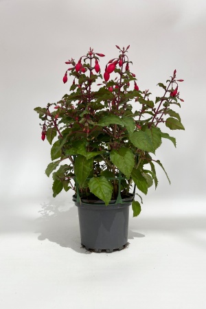 Fuchsia FDF 55cm x D17