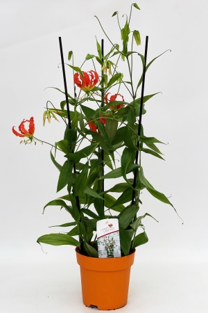 Gloriosa Leonella 80cm x D21