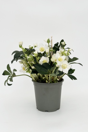 Helleborus Wintersun 50cm x D21