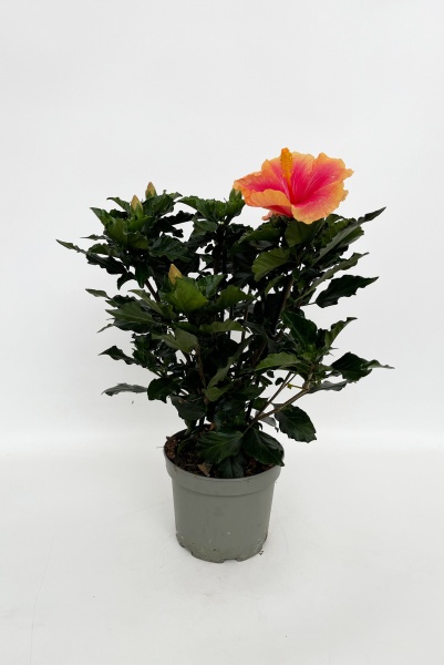 Hibiscus Mix 70cm x D17