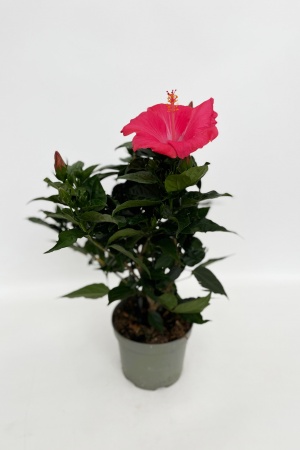 Hibiscus Mix 70cm x D17