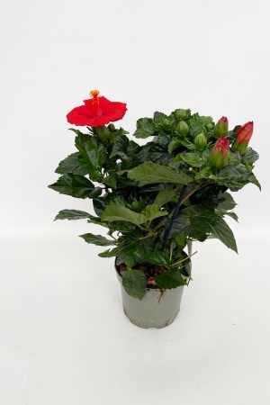 Hibiscus Mix 70cm x D17