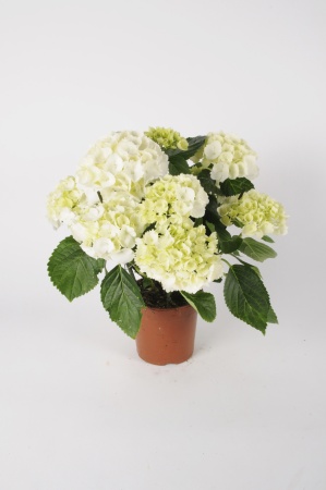 Hortensia 40cm x D12