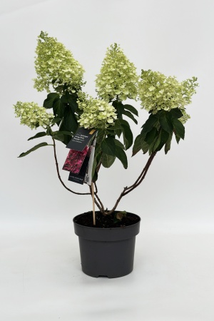 Hydrangea Paniculata 80cm x D27