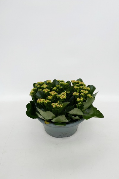 Kalanchoe Melange 40cm x D23