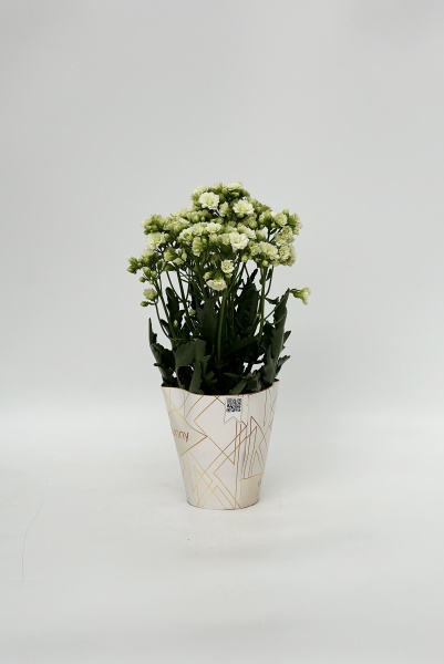 Kalanchoe Sunny White 45cm x D14