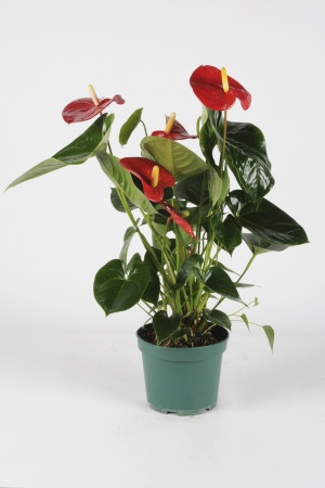 L\'Anthurium Nevada H70cm x D17