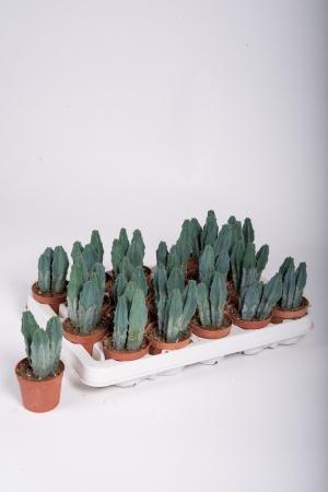 Myrtillocactus 16cm x D6,5
